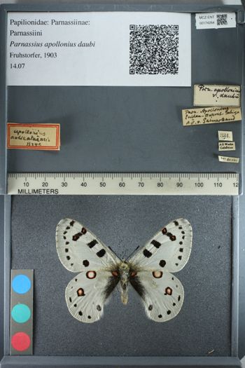 Media type: image;   Entomology 174264